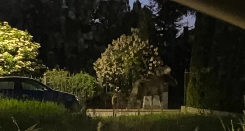 fot. Czytelnik portalu