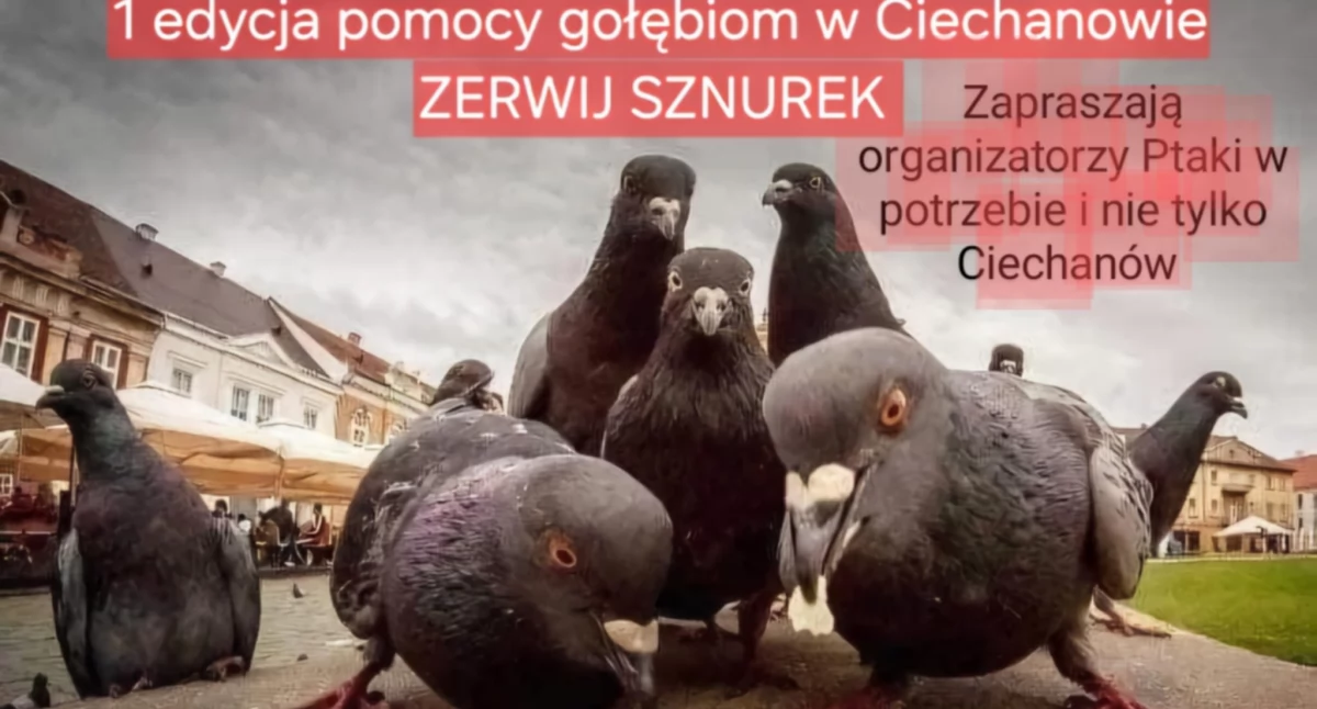 Społeczeństwo, Stowarzyszenie organizuje Ciechanowie akcję pomocy gołębiom - zdjęcie, fotografia