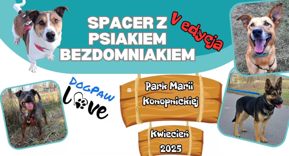 Społeczeństwo, edycja spaceru psami ciechanowskim parku - zdjęcie, fotografia