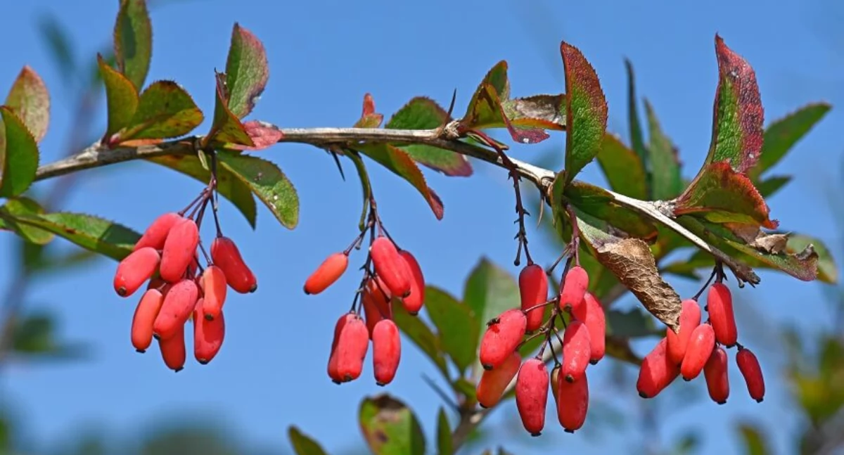 Porady i ciekawostki, Berberyna naturalny alkaloid szerokim spektrum właściwości - zdjęcie, fotografia
