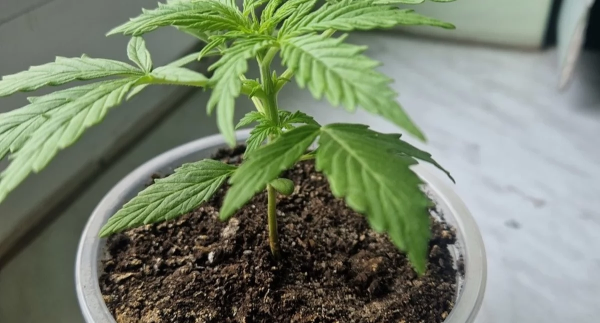 Marihuana na parapecie. Policja zatrzymała poszukiwanego 25-latka