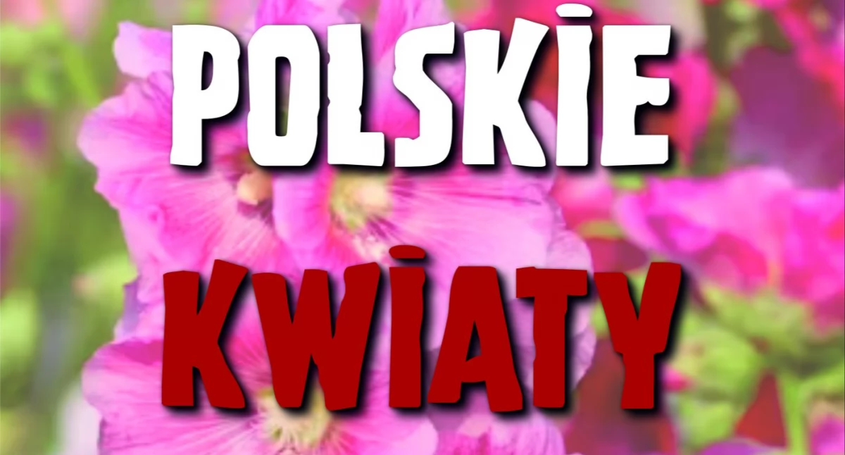 Koncerty, Przed koncert Polskie Kwiaty Ciechanowie - zdjęcie, fotografia