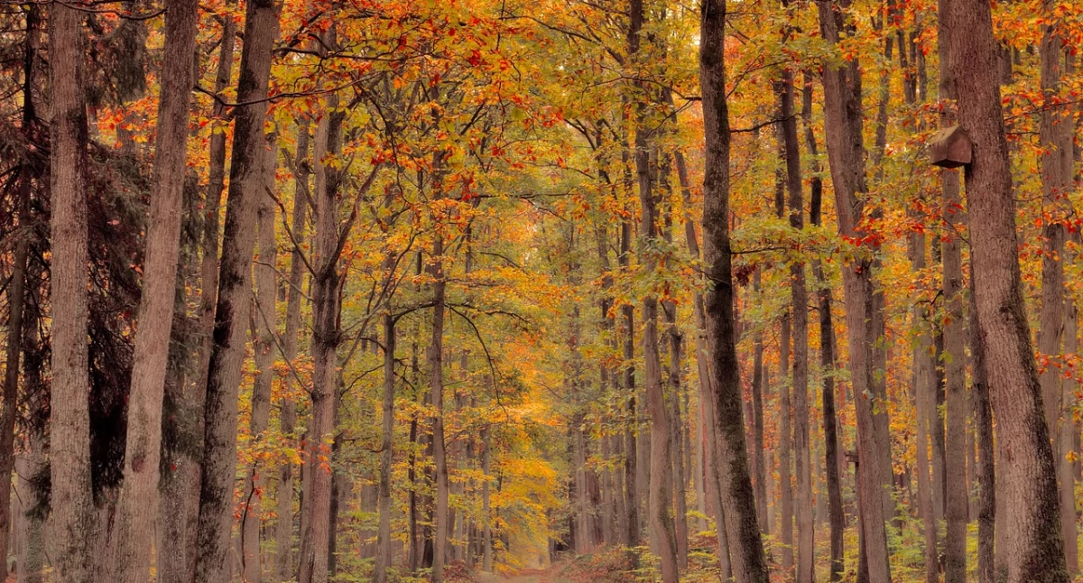 fot. PZŁ Ciechanów