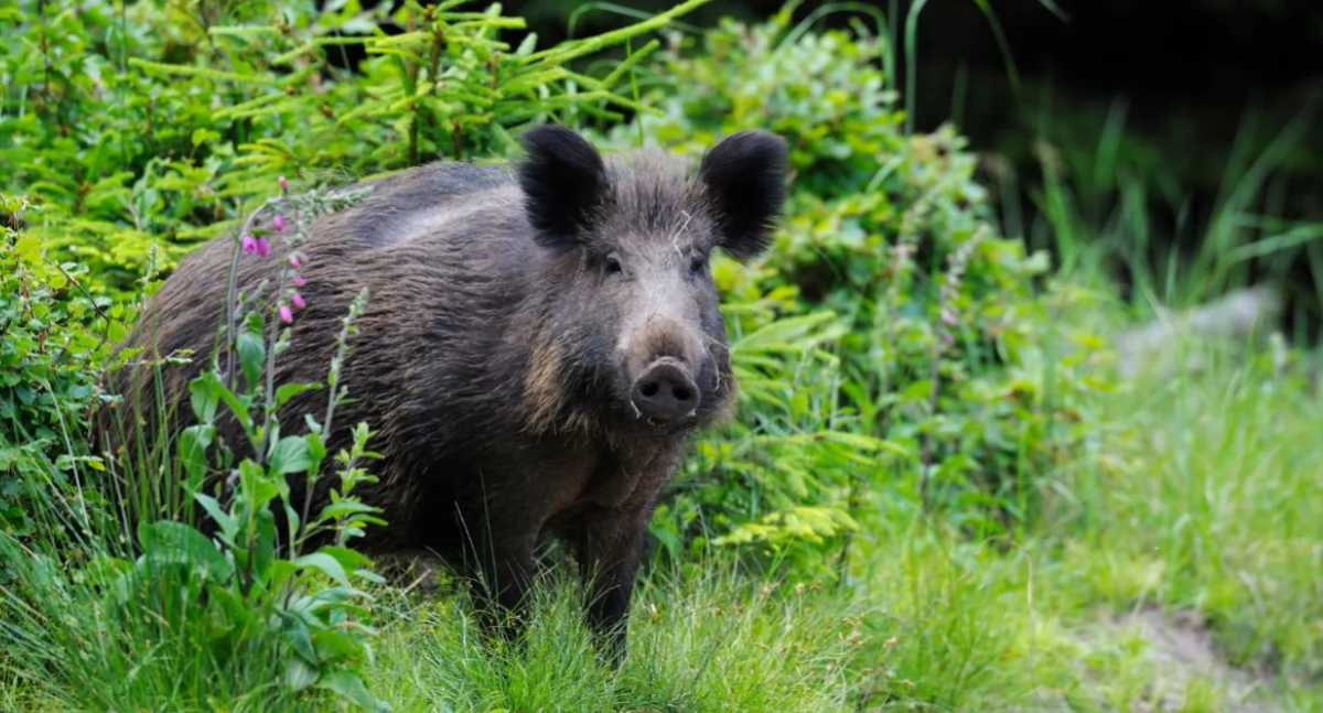 Porady i ciekawostki, Pastuch elektryczny działce ogrodzie ochrona przed zwierzyną bezpieczeństwo upraw - zdjęcie, fotografia
