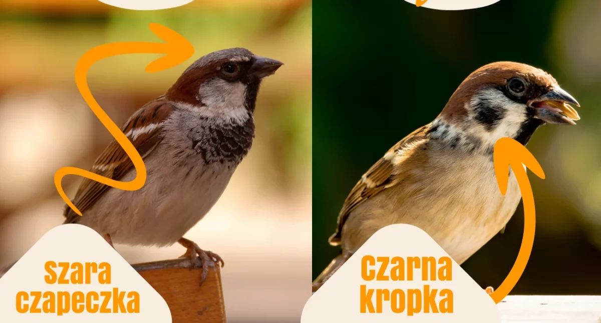 fot. PZŁ Ciechanów