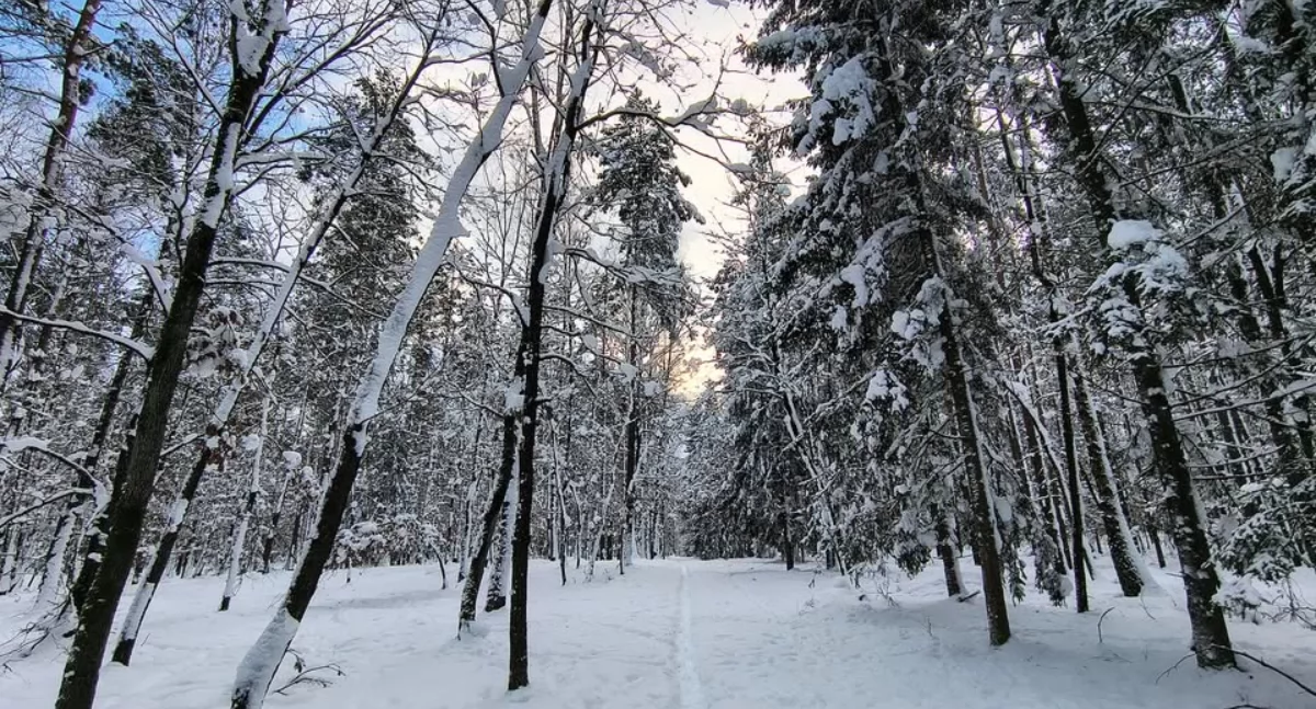 fot. Nadleśnictwo Ciechanów