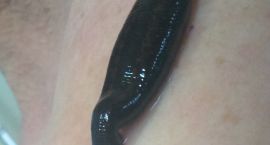 pijawka