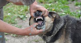 Pies pogryzł właściciela! Mężczyzna znajduje się w ciężkim stanie!
