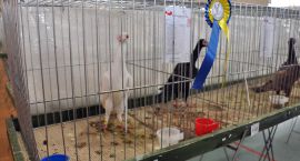 zdjęcie nr 30