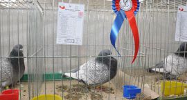 zdjęcie nr 47
