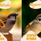Fotka nr 1 z 2