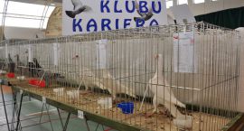 zdjęcie nr 31