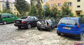 zdjęcie nr 8