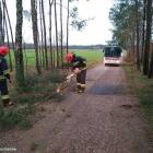 Fotka nr 1 z 4