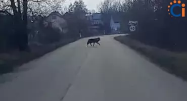 Wasze Info: Wilk w pobliżu zabudowań koło Ciechanowa [zobacz nagranie]