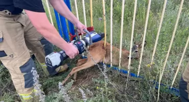 Ruszyli na pomoc jelonkowi. Utknął w przęśle ogrodzenia 