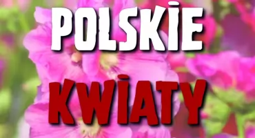 Przed nami koncert Polskie Kwiaty w Ciechanowie