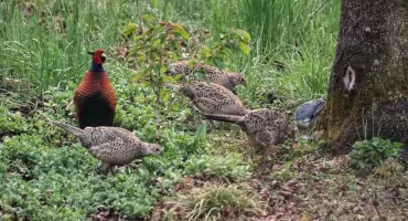Czy wiesz że ... natura bawi się w modę? 