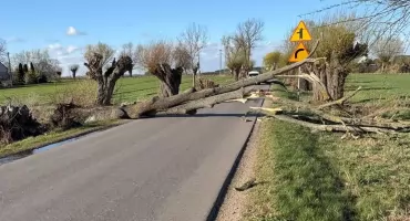 Silny wiatr łamał drzewa w powiecie ciechanowskim. Kilkanaście interwencji straży pożarnej [zdjęcia]