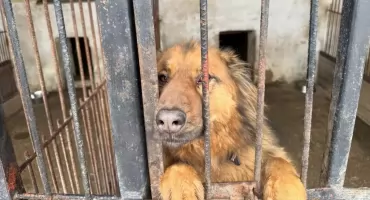 PUK zatrudni osobę do pracy w schronisku w Pawłowie