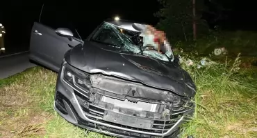 Zderzenie auta z ogromnym łosiem. Kierowca trafił do szpitala [zdjęcia]